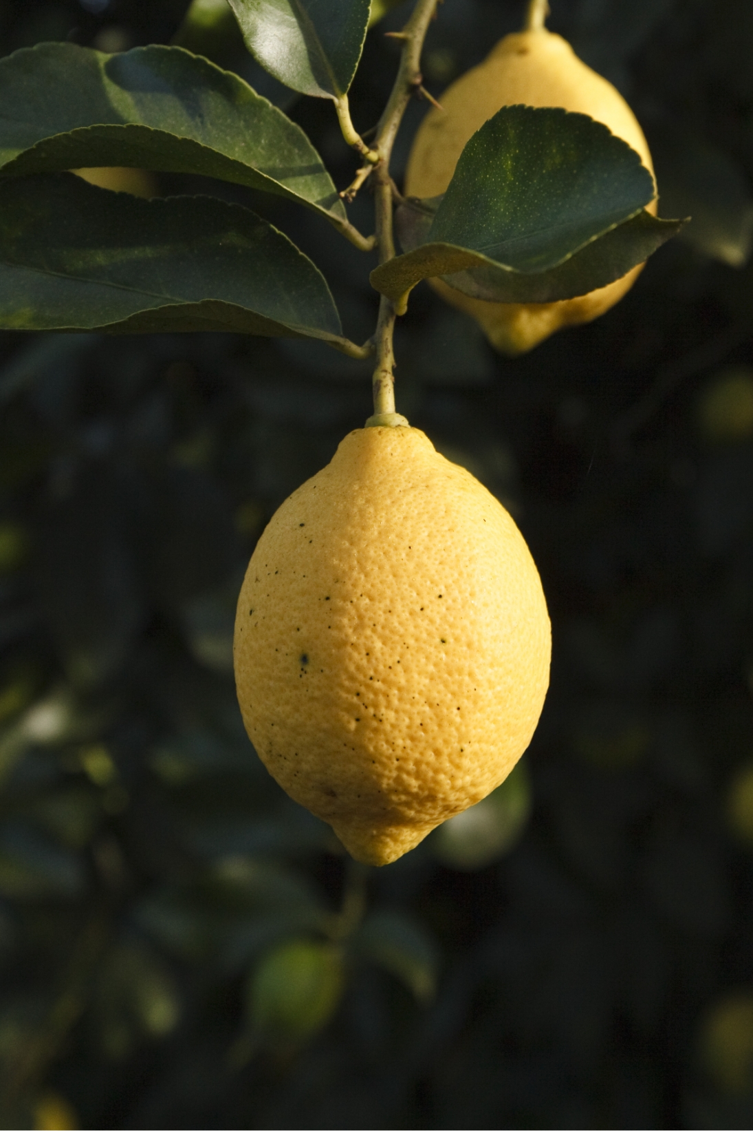 Lemon image 1