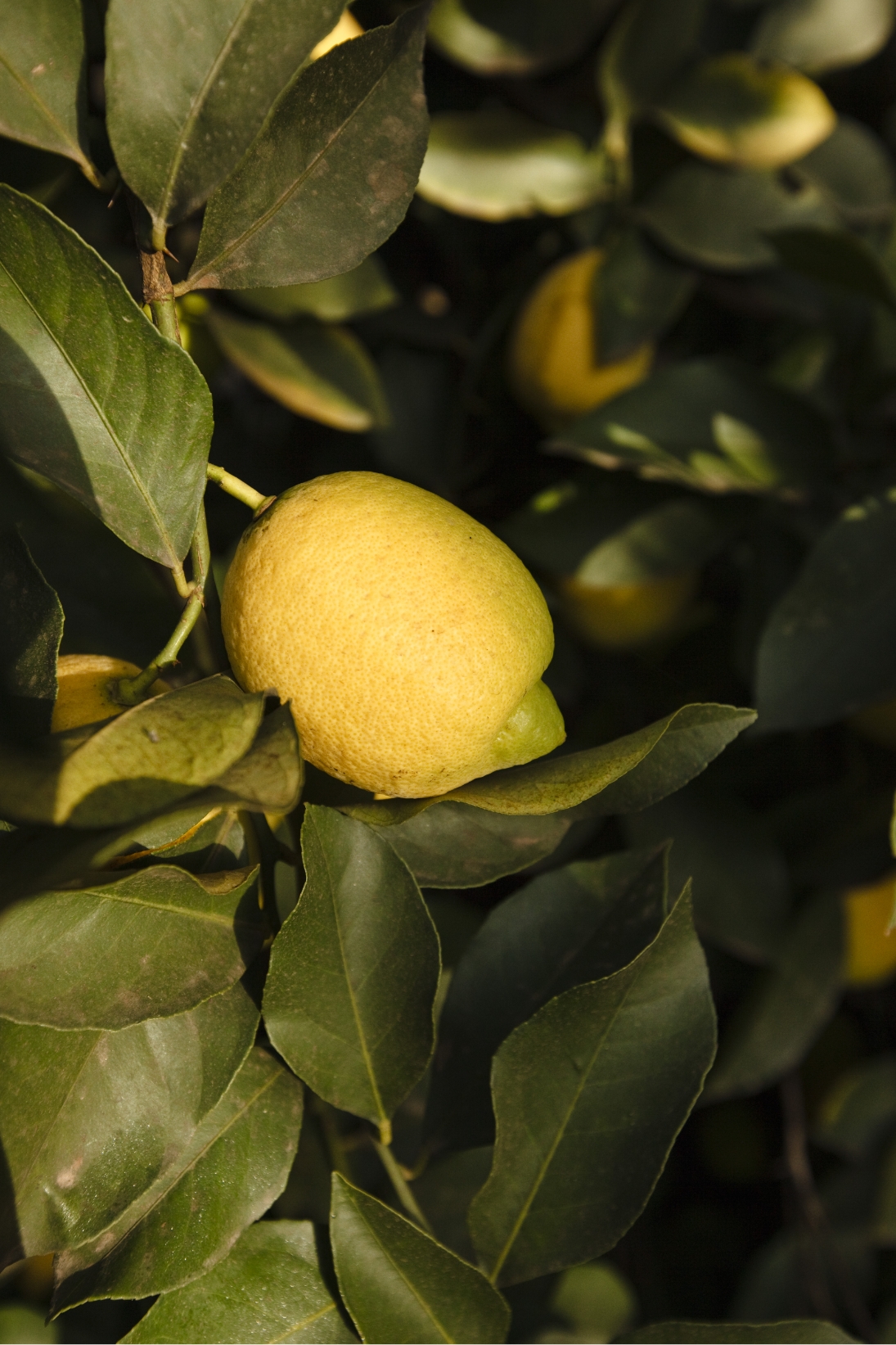 Lemon image 12