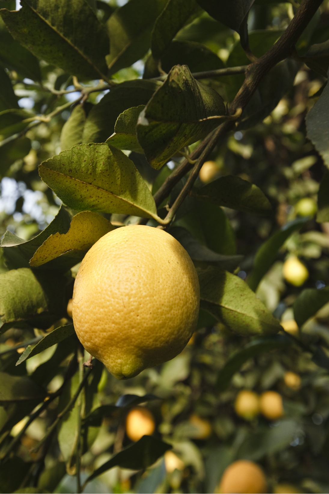 Lemon image 2