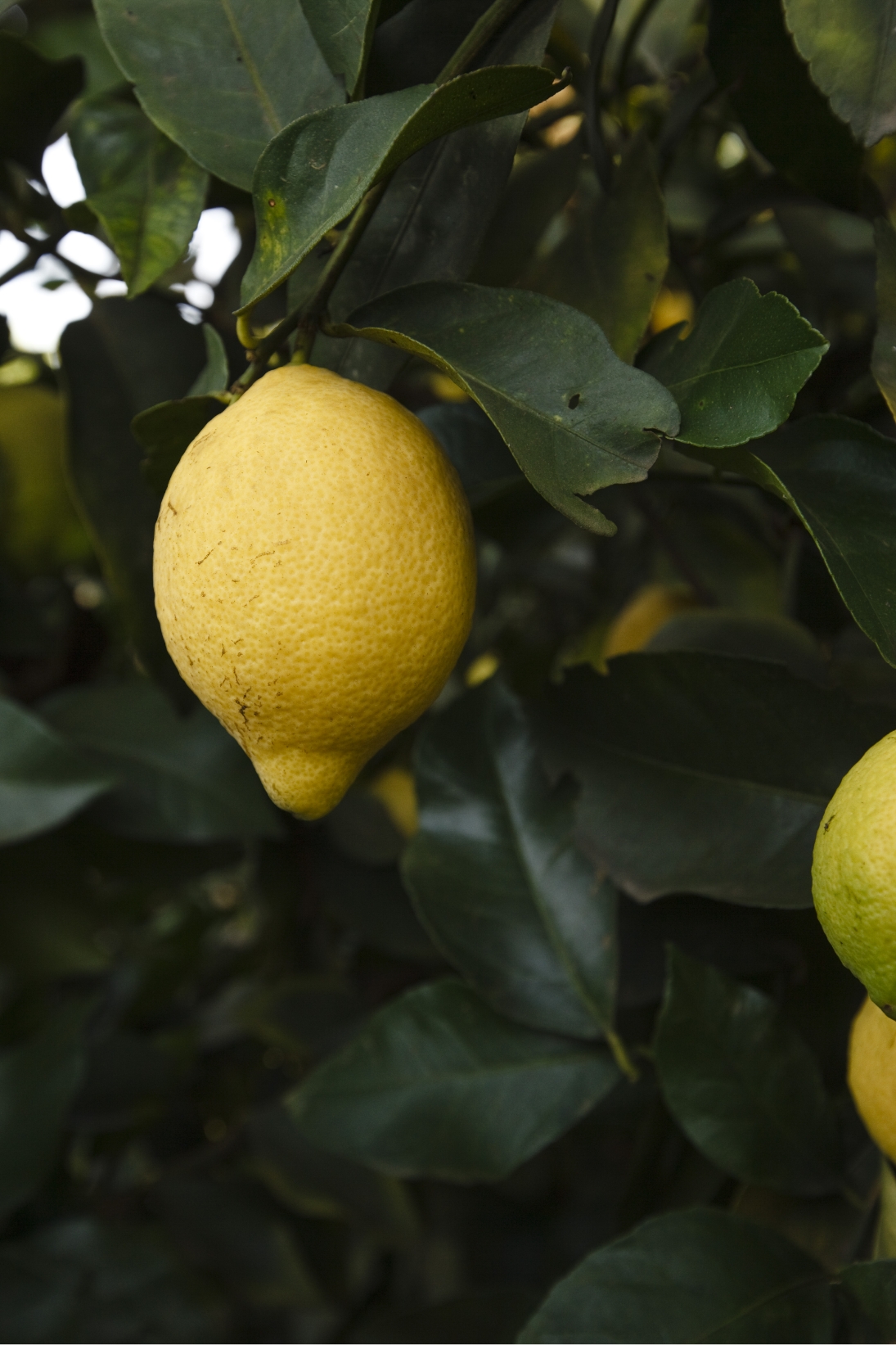 Lemon image 9